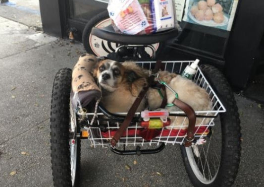 Munchbird Bark-to-Share at Comfy Carepacks: Applause to a Pawsome Cause  (Donation to Animal Shelter)