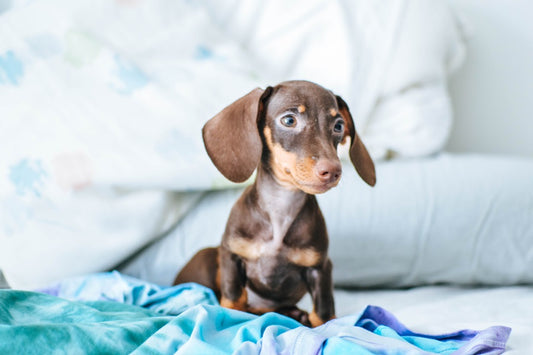 Are dachshunds hypoallergenic? Lifespan, Shedding, Hypoallergenic Myths, and the Intelligence of Sausage Dogs