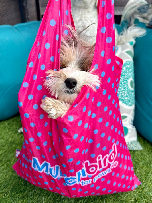 Top 15 New Puppy Gifts Every Pet Parent Needs
