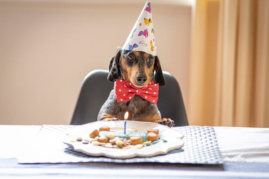 Senior Dachshund - How Long Do Dachshunds Live?