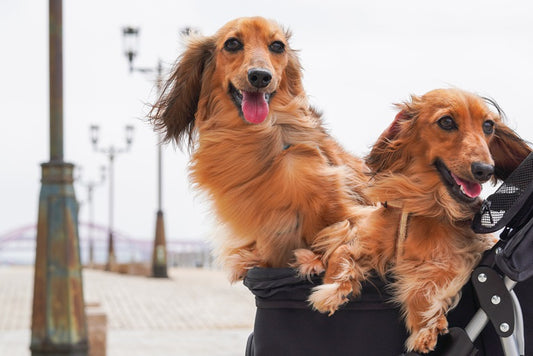 Do Weiner Dogs, Dachshunds, Shed?