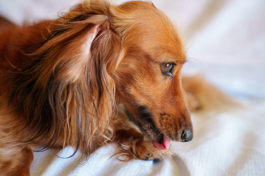 Why Dachshunds Are The Worst Breed?