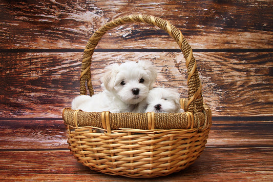 Puppy Nutrition 101: Building a Healthy Diet for Your Furry Friend
