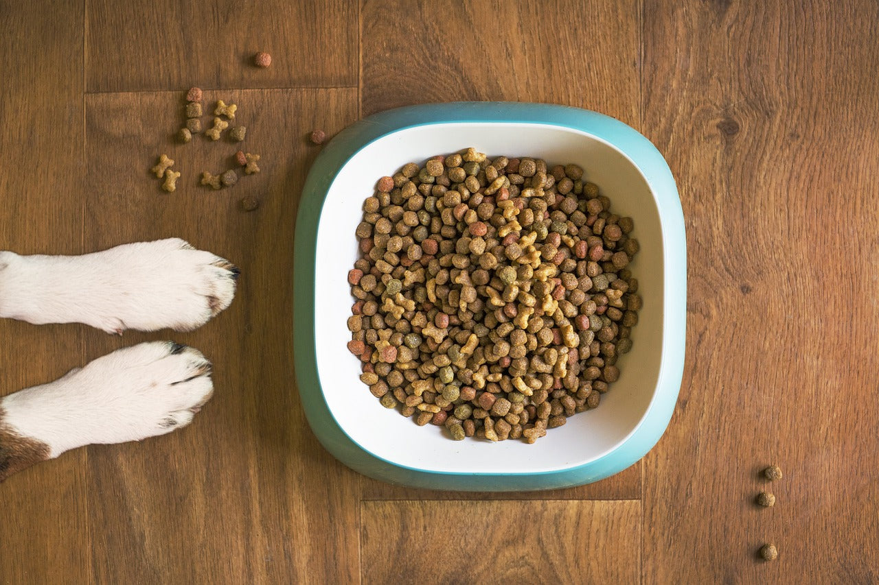 Free Dog Treats Can Dogs Eat Quinoa 2024 A Nutrient Packed Additi Munchbird