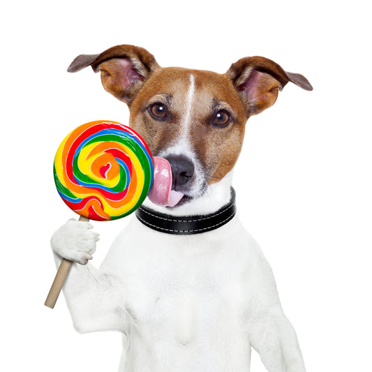 10 Fun, Impressive Tricks You Can Teach Any Dog with Easy-to-Follow YouTube Guides
