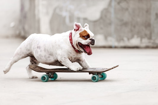 Top 10 Easy Dog Tricks to Teach with Expert Tips on Verbal and Gesture Cues!