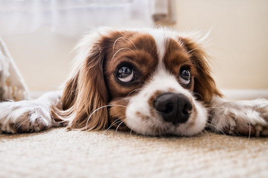 Puppy Proofing