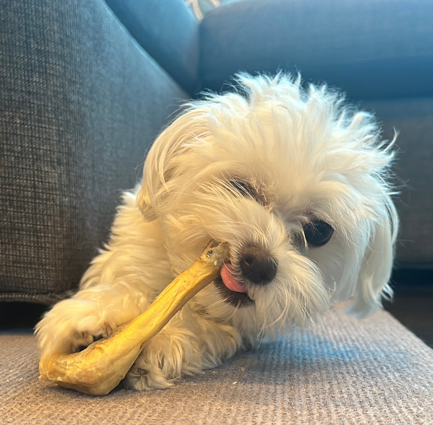 Munchbird Lamb Trotter Lamb Feet Dog Treats, alternative to turkey tendon for dogs and beef corium