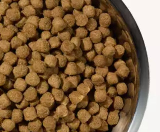 Best Dog Food