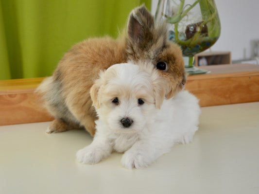 Can Dogs Eat Rabbit Ear Dog Treats