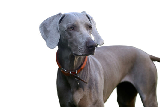 Do Great Danes Shed and How to Manage It