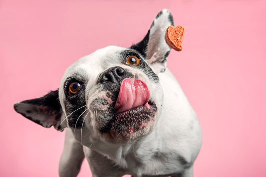10 Most Common French Bulldog Health Issues
