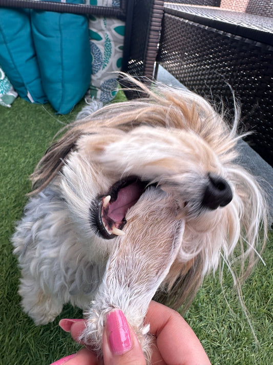 Natural Probiotics for Dogs and Home Remedies