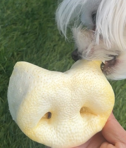 Munchbird Pig Snouts for Dogs