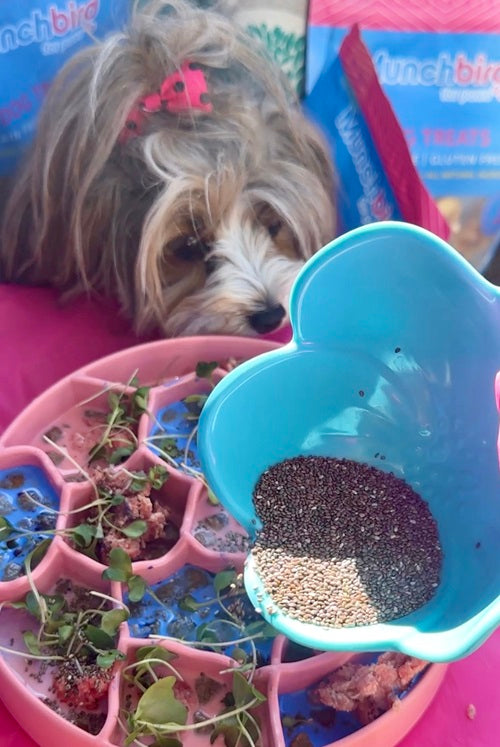 can dogs eat chia seeds