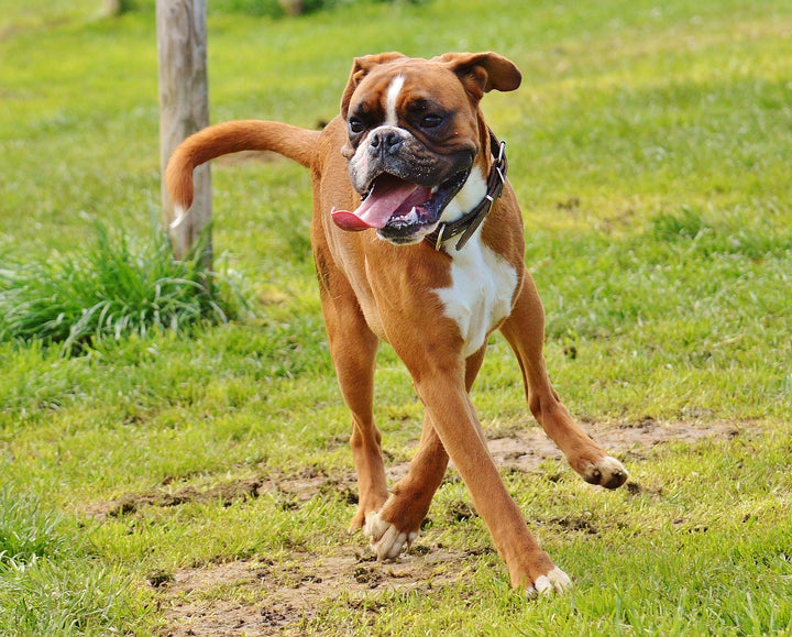 Everything about Boxer: A Comprehensive Guide to Boxer Dog Care and ...