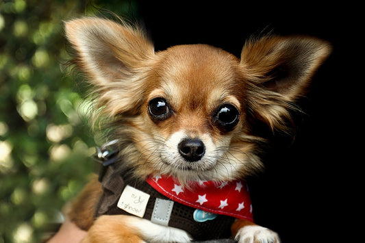 Tiny but Mighty: A Complete Diet Guide for Chihuahuas