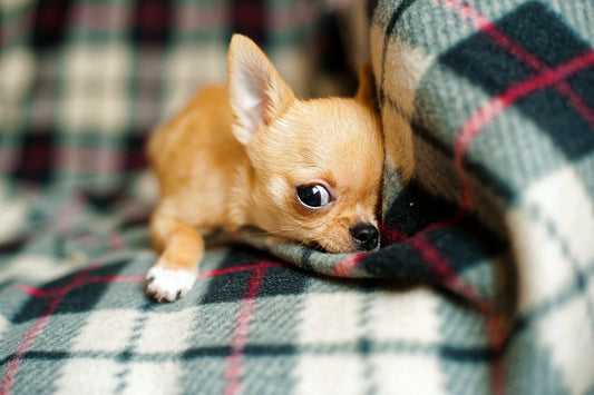 Chihuahua's Nutritional Guide: How Much Should a Chihuahua Eat?