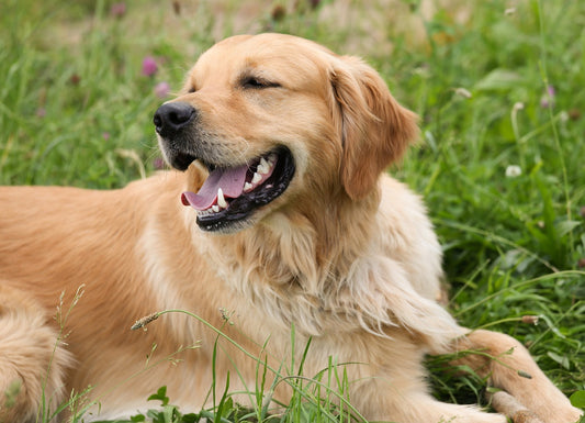 Top-Rated Dog Food Brands and Products for Golden Retrievers: Nutritional Excellence for Your Beloved Companion