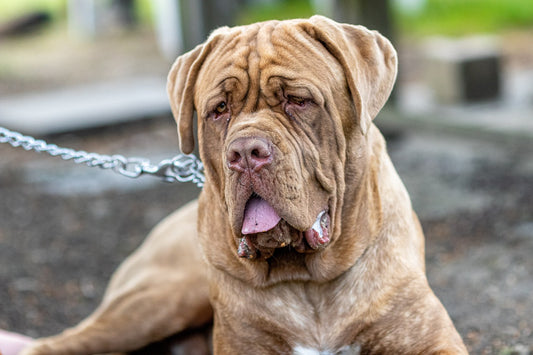 10 Most Common Health Issues Among Large Breed Dogs