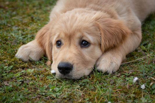 The Golden Standard: Crafting the Optimal Diet for Your Golden Retriever