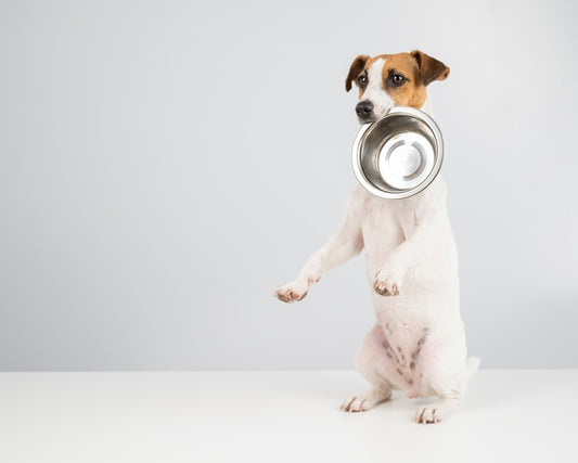 Master the Fun: 12 Easy Tricks to Teach Your Dog with Pro Tips