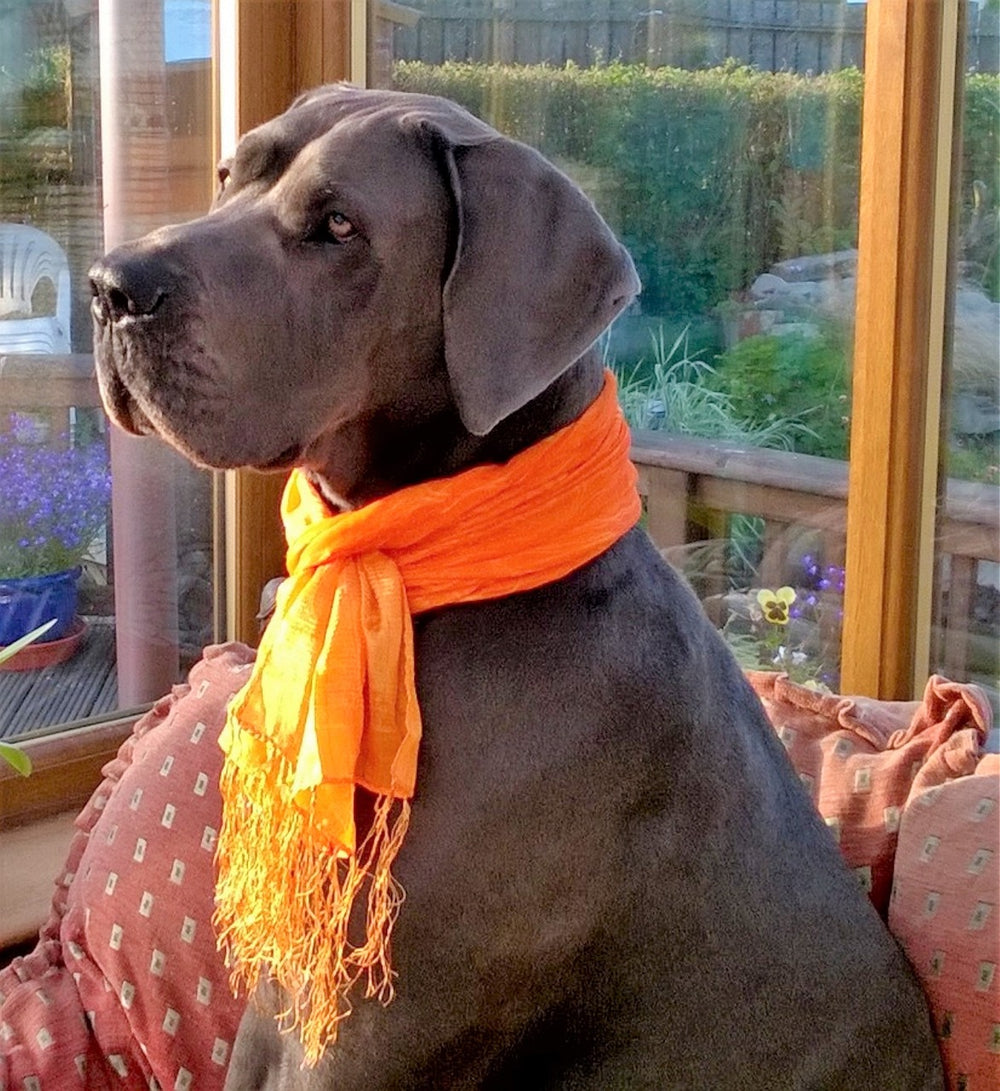 Great Dane Insights: Lifespan, Shedding, and Expert Tips for Optimal ...
