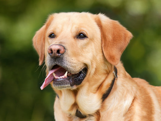 Best Balanced Meals for Your Labrador Retriever l Red Labrador