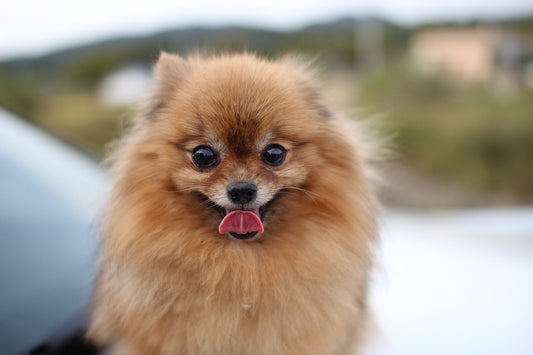 18 Most Common Pomeranian Health Problems and How to Prevent