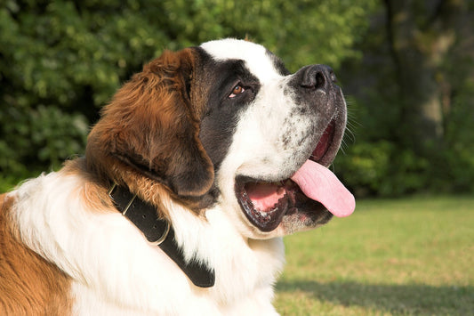 Top 10 Large Breed Dogs in the US: Exploring Personalities, Compatibility, Lifespan, and Health Insights