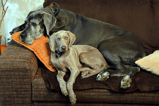 How Long Do Great Danes Live?